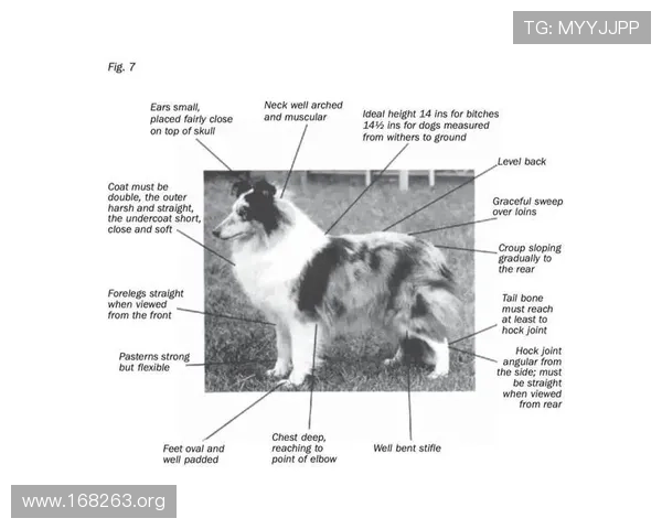 喜乐蒂犬：可爱聪明的牧羊犬品种全面介绍
